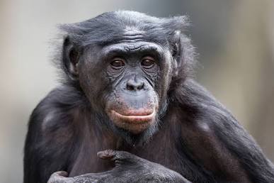 Bonobo des Étoiles